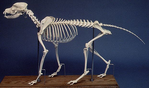 ɵȻ